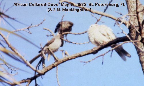 St Petersburg, FL - May 16, 1985